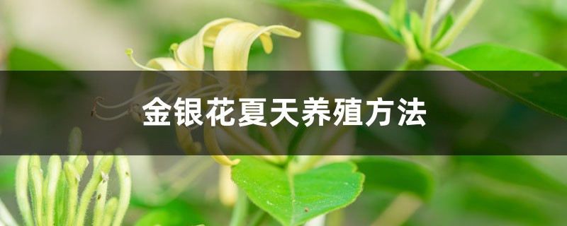 金银花夏天养殖方法