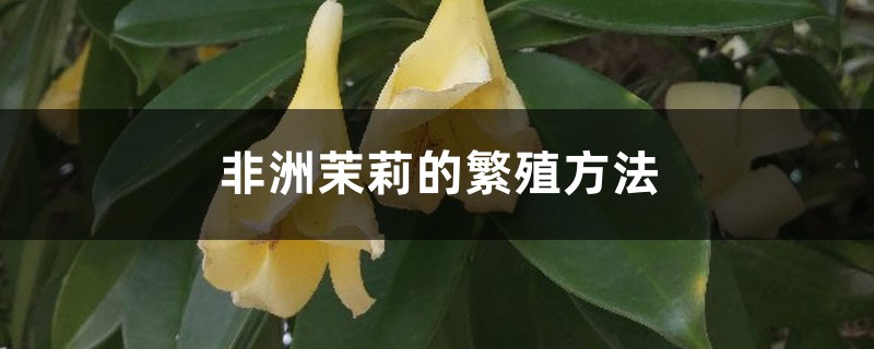 非洲茉莉繁殖方法