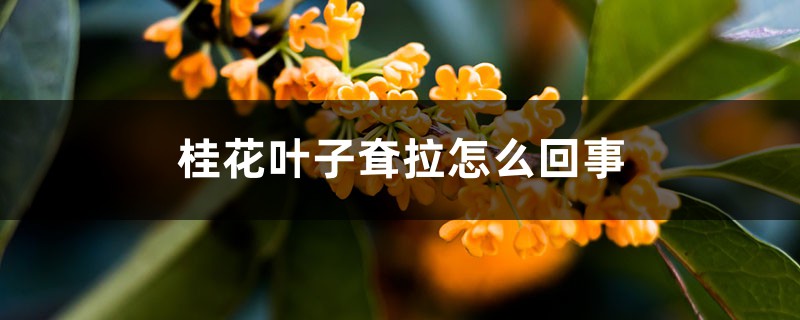 桂花叶子耷拉怎么回事