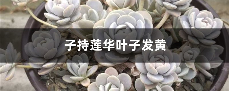 子持莲华黄叶的原因和处理办法