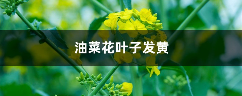 油菜花黄叶的原因和处理办法