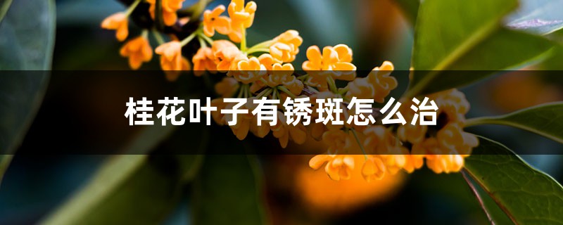 桂花叶子有锈斑怎么治，干枯怎么急救