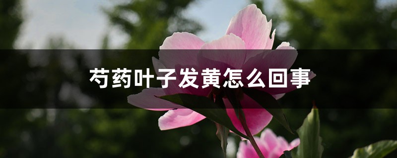 芍药叶子发黄怎么回事，芍药叶子枯萎