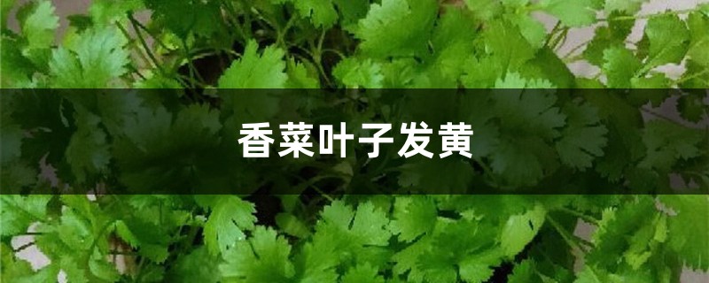 香菜黄叶的原因和处理办法