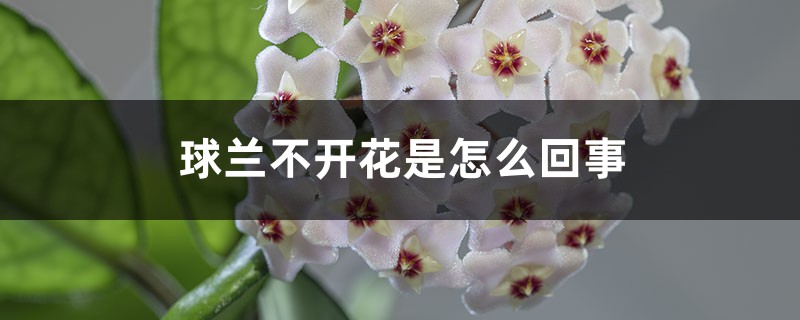 球兰不开花是怎么回事