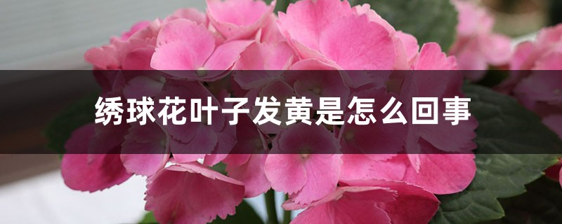 绣球花叶子发黄是怎么回事