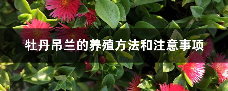 牡丹吊兰的养殖方法和注意事项