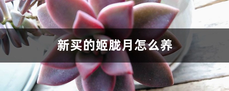 新买的姬胧月怎么养