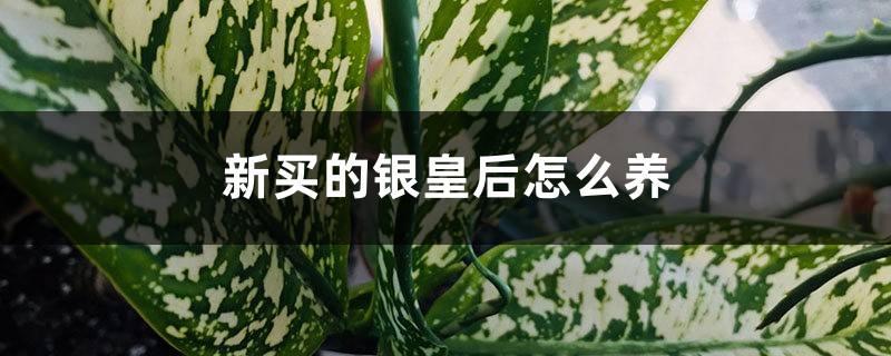 新买的银皇后怎么养