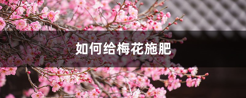 梅花施肥方法，用什么肥好