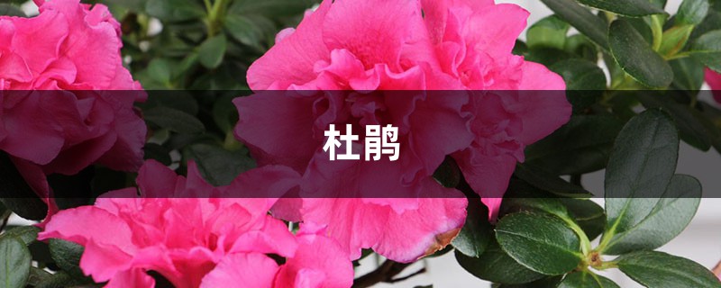 杜鹃发财树…长出这种枝，赶紧剪，花才能越长越壮，开花不断！