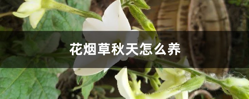 花烟草秋天怎么养