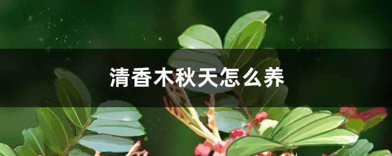 清香木秋天怎么养