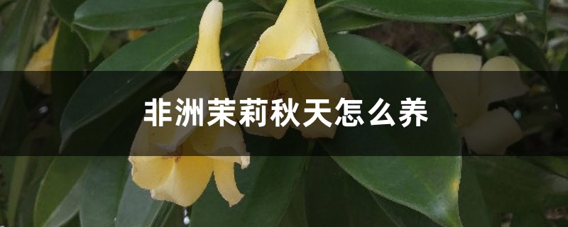 非洲茉莉秋天怎么养