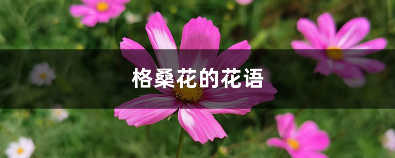 格桑花到底是什么花，花语和寓意是什么