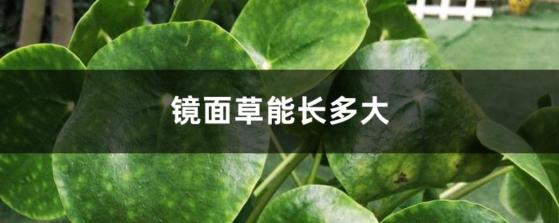 镜面草能长多大