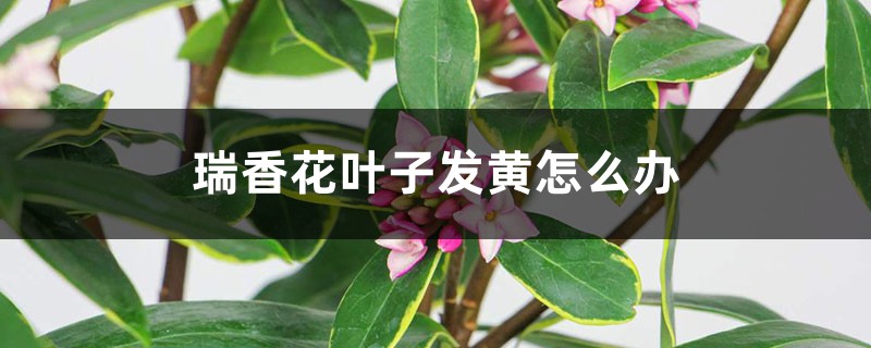 瑞香花叶子发黄怎么办