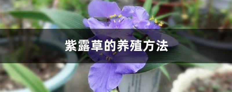 紫露草的养殖方法