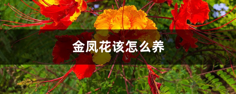 金凤花该怎么养