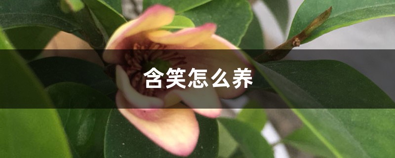 含笑怎么养