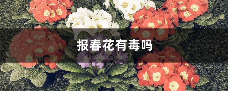 报春花有毒吗，可以放在家里吗