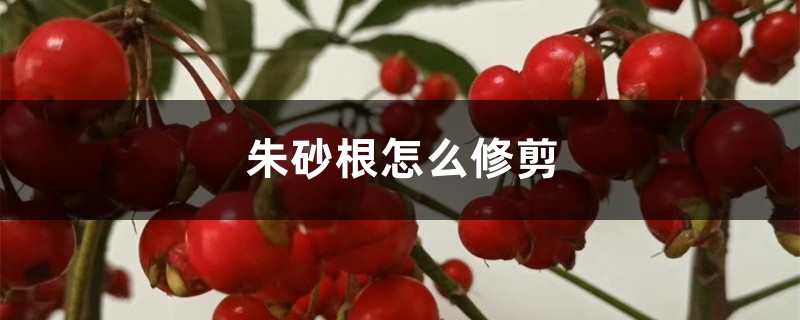 朱砂根怎么修剪