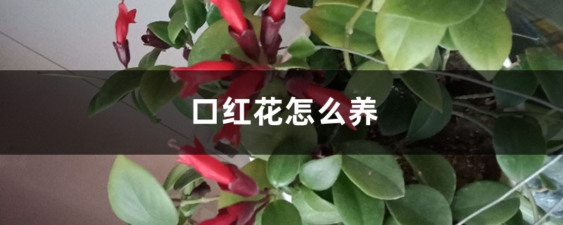 口红花怎么养