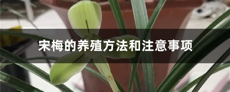 宋梅的养殖方法和注意事项