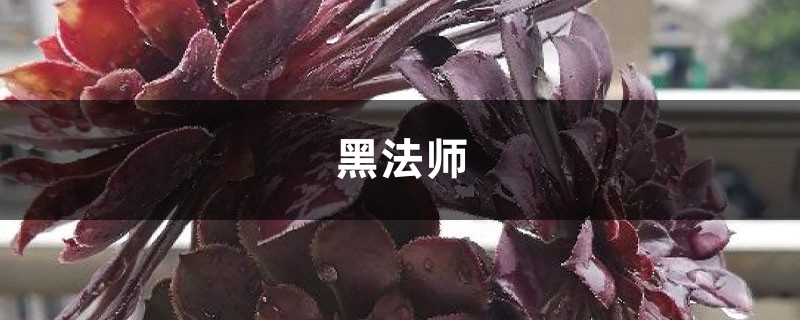 法师长得比人高，小偷来了都搬不动，咋养的？