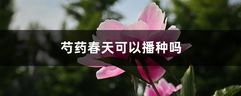 芍药春天可以播种吗