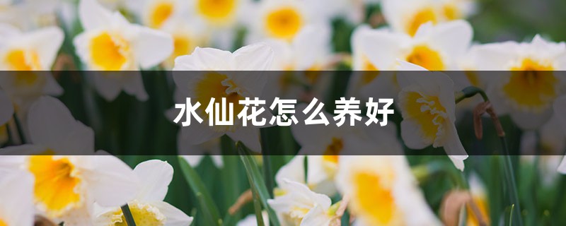 水仙花怎么养好