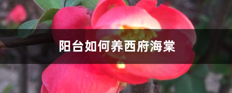 阳台如何养西府海棠，需要注意什么