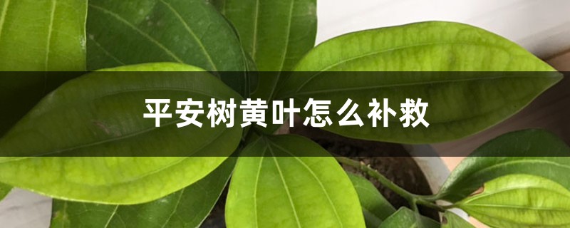 平安树黄叶的原因和处理办法