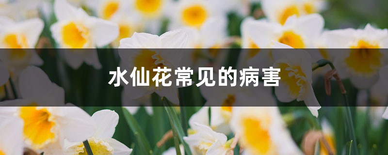 水仙花常见的病害，如何防治病害