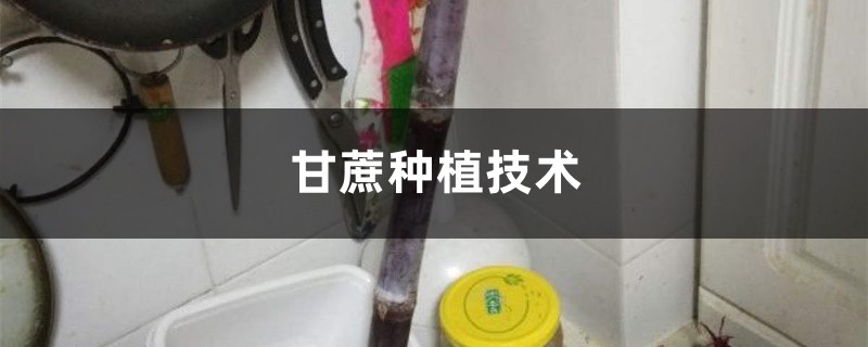 甘蔗种植技术