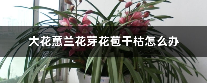 大花蕙兰花芽花苞干枯怎么办，花苞期怎么养护