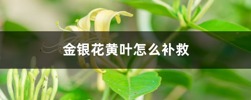 金银花黄叶的原因和处理办法