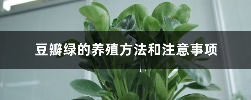 豆瓣绿的养殖方法和注意事项