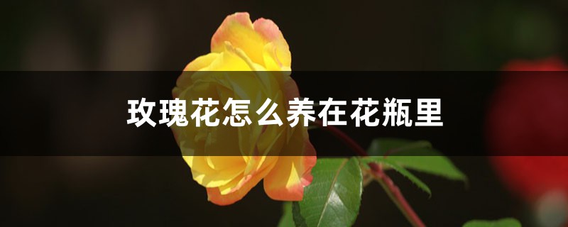 玫瑰花怎么养在花瓶里