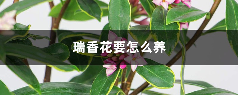 瑞香花要怎么养