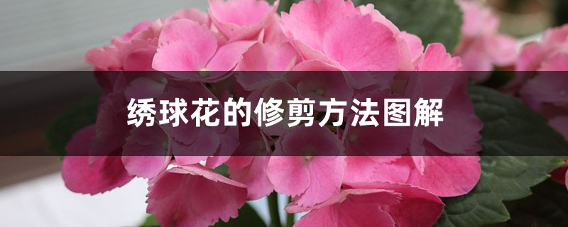 绣球花的修剪方法图解，什么时间修剪