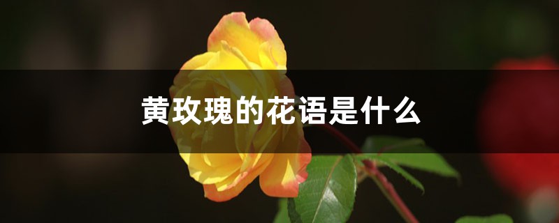 黄玫瑰的花语是什么