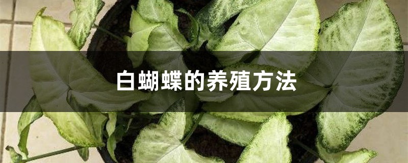 白蝴蝶的养殖方法