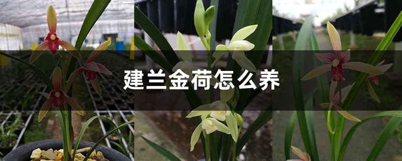 建兰金荷怎么养