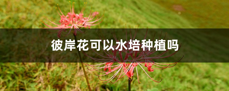 彼岸花可以水培种植吗，彼岸花养殖方法水培