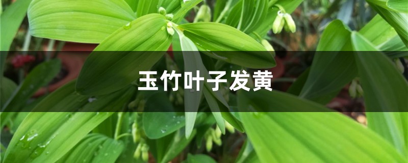 玉竹黄叶的原因和处理办法