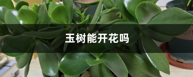 玉树能开花吗，开花后会死吗