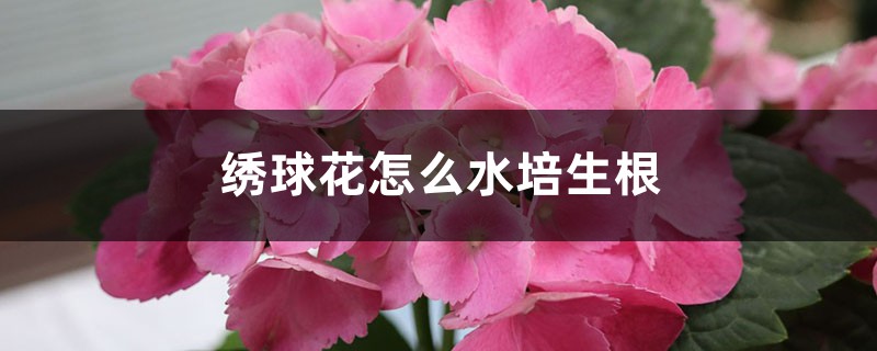 绣球花怎么水培生根