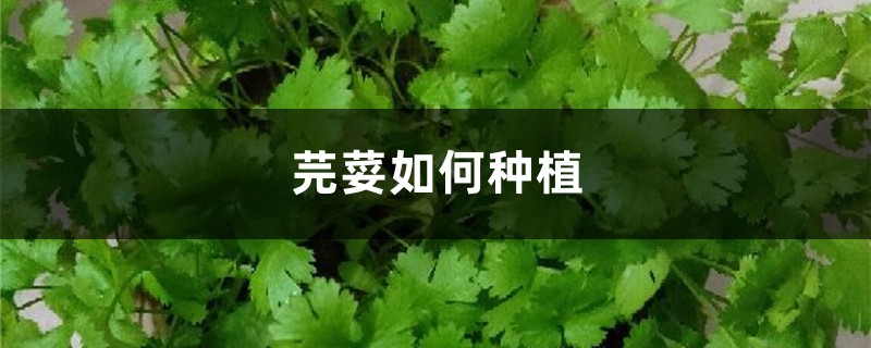 芫荽如何种植