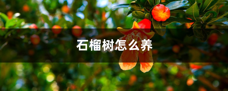 石榴树怎么养